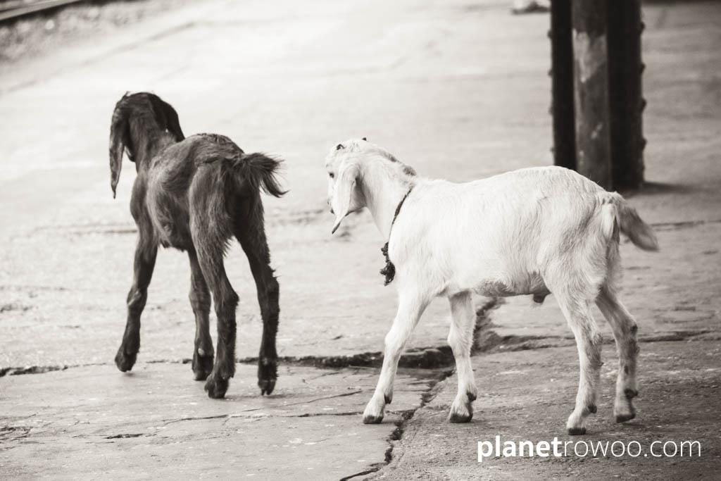 Goats wander the platform, Yangon Central station