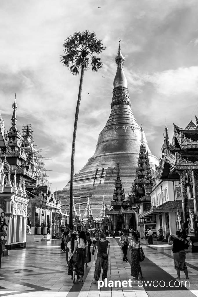 A single palm tree at the Shwedagon Pagoda
