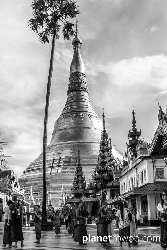 Palm tree in foreground at the Shwedagon Pagoda