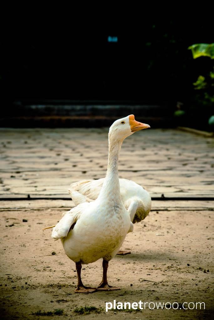Village Goose, New Bagan