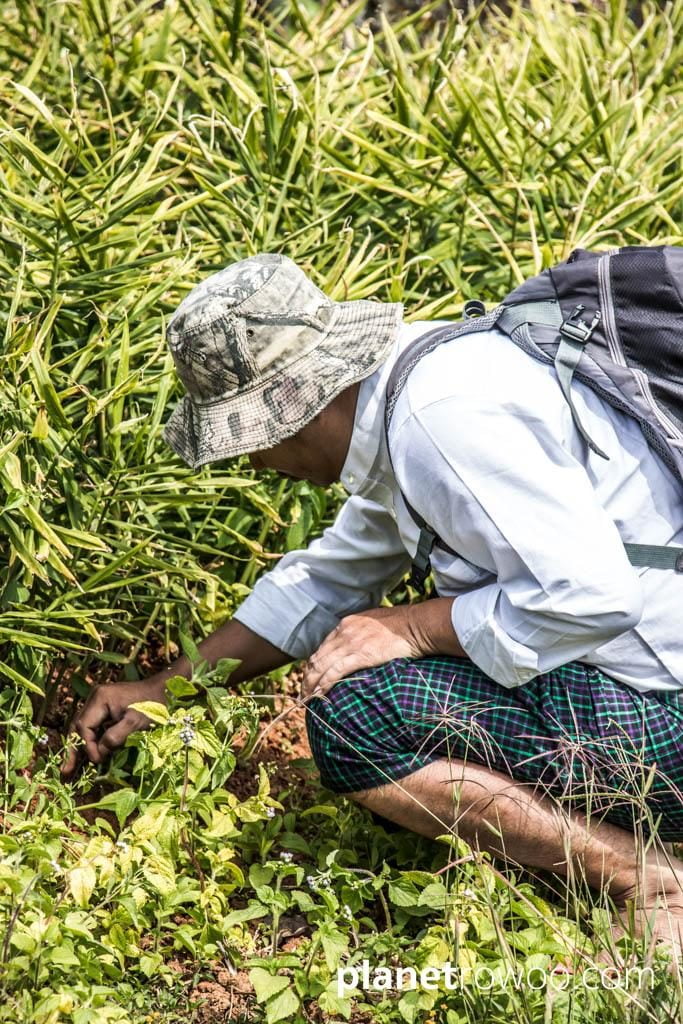 My guide William foraging for the ginger root