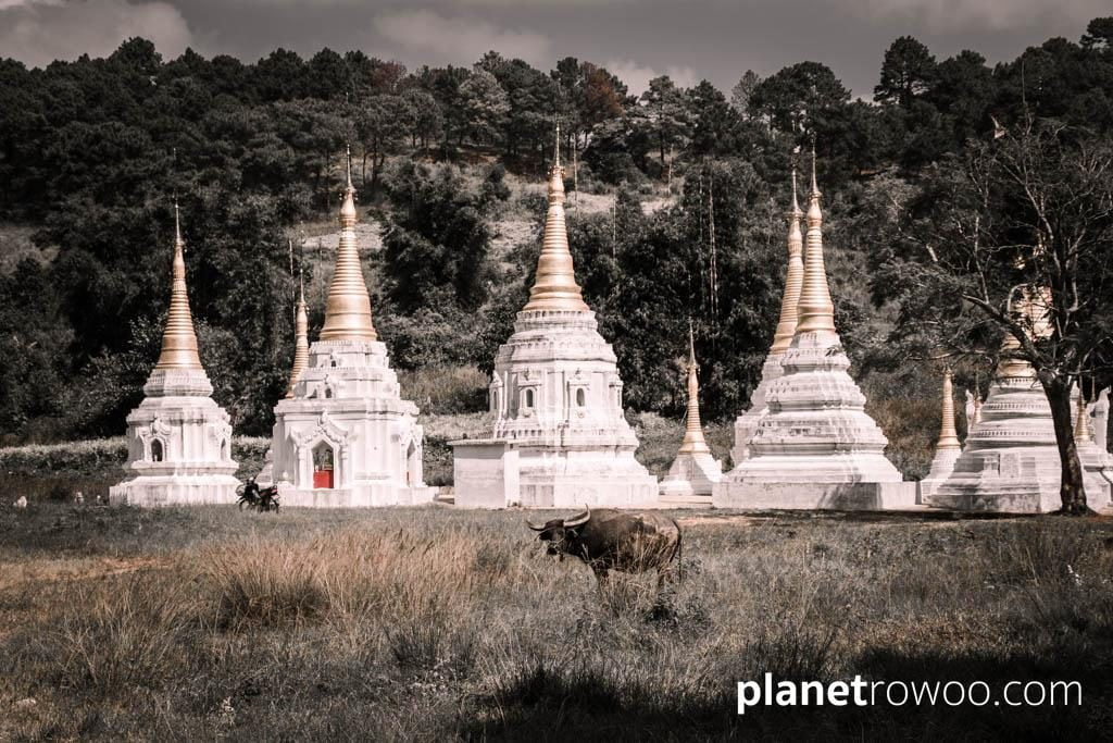 Water buffalo amid Myanmar pagodas in the Kalaw hills