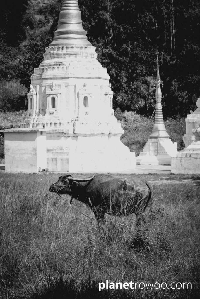 Water buffalo amid Myanmar pagodas in the Kalaw hills