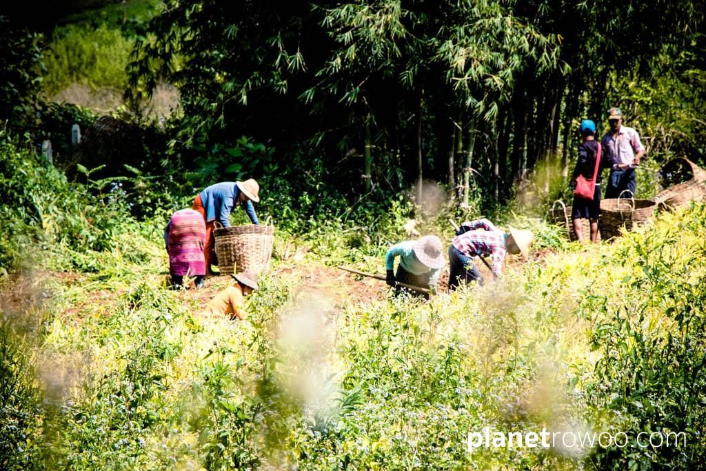 Workers in a Kalaw plantation