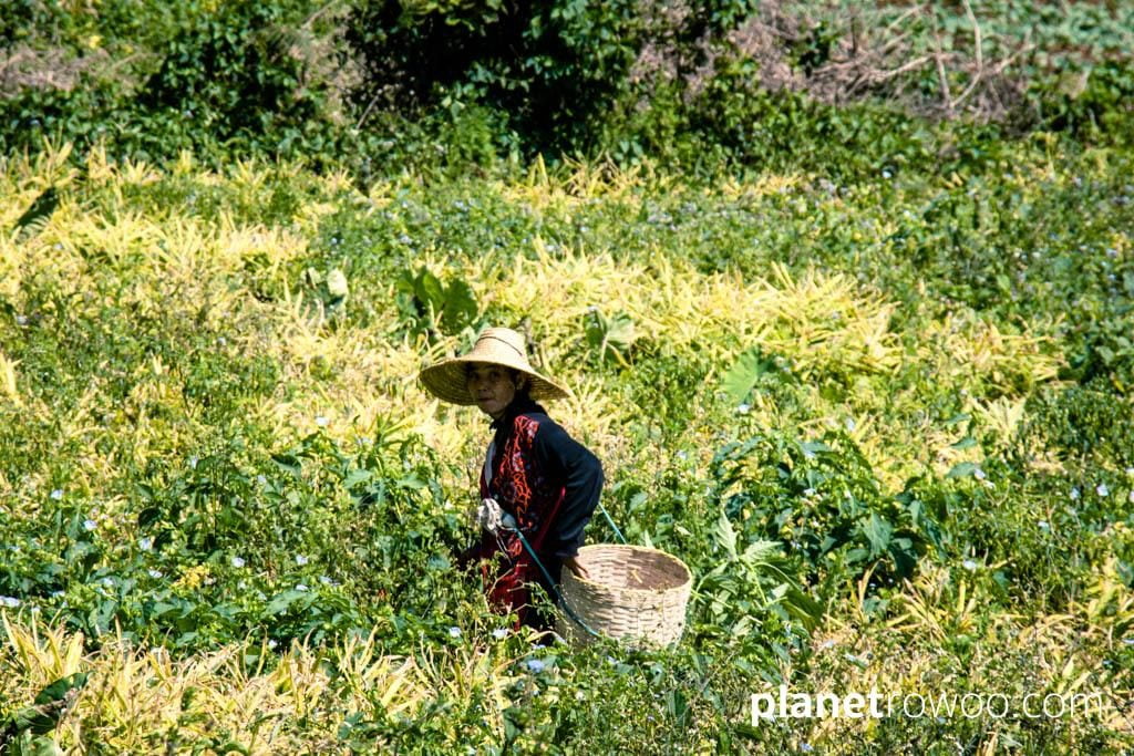 Worker in a hillside plantation, Kalaw