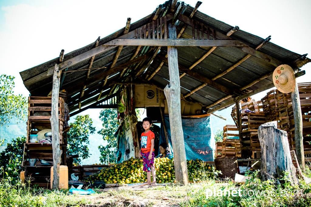 Young boy stands while his mother selects oranges from the harvest, Kalaw hills