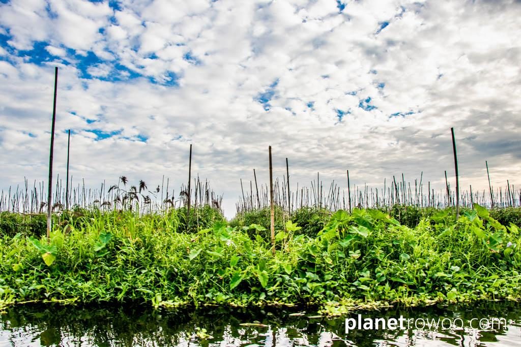 Floating gardens, Inle Lake