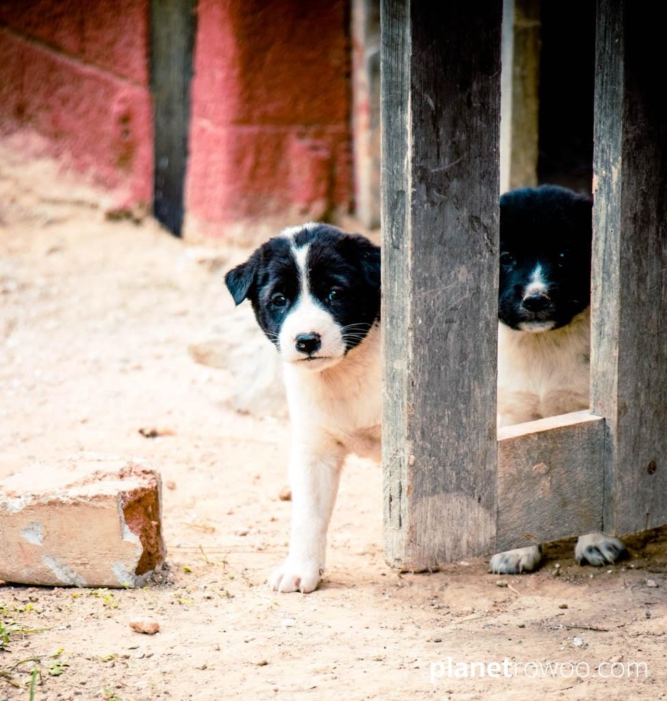Wary puppies at Saint Catherine’s Church, Kalaw