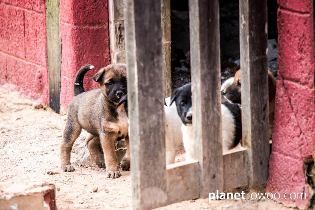 Wary puppies at Saint Catherine’s Church, Kalaw