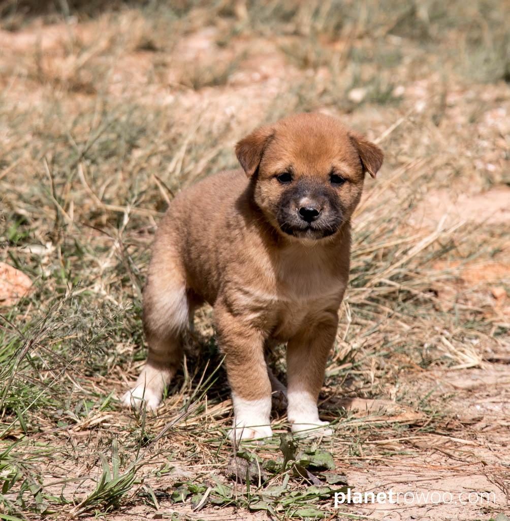 Cute puppy at Saint Catherine’s Church, Kalaw