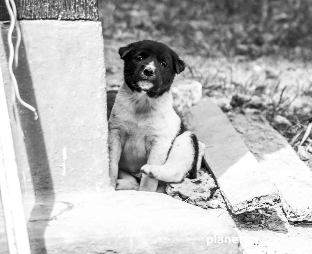 Cute puppy at Saint Catherine’s Church, Kalaw