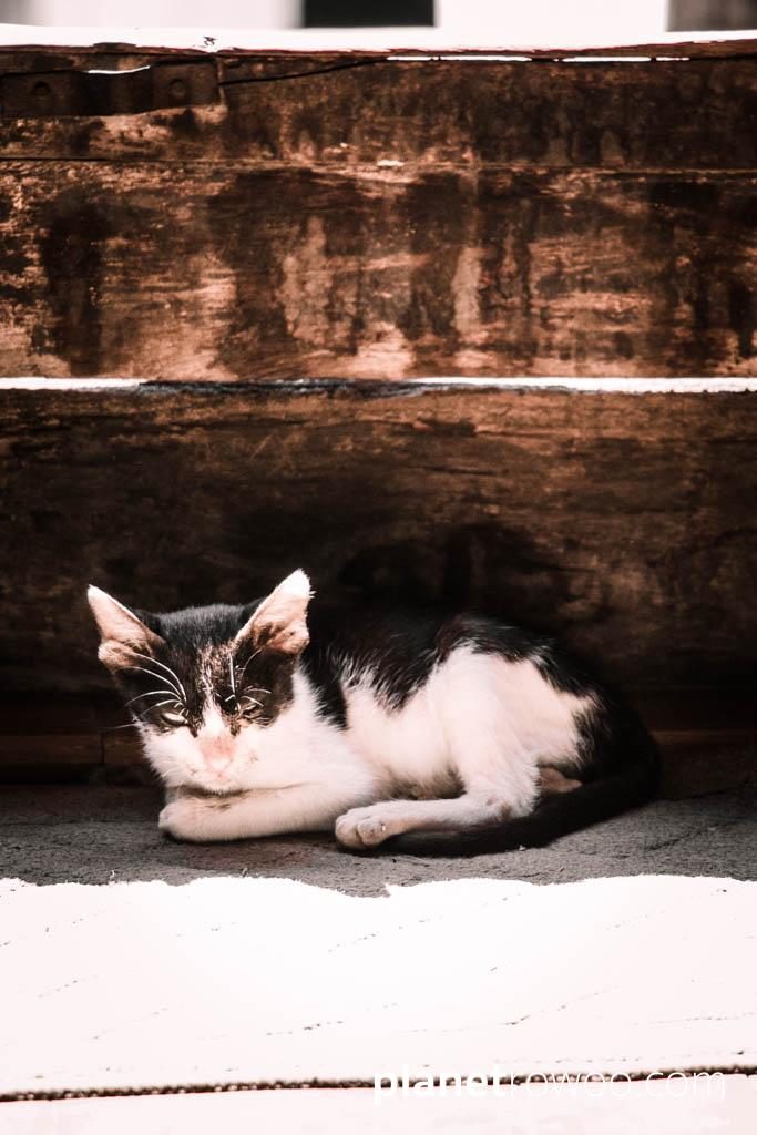 A cat rests in the shade of the Shwe Yan Pyay Monastery