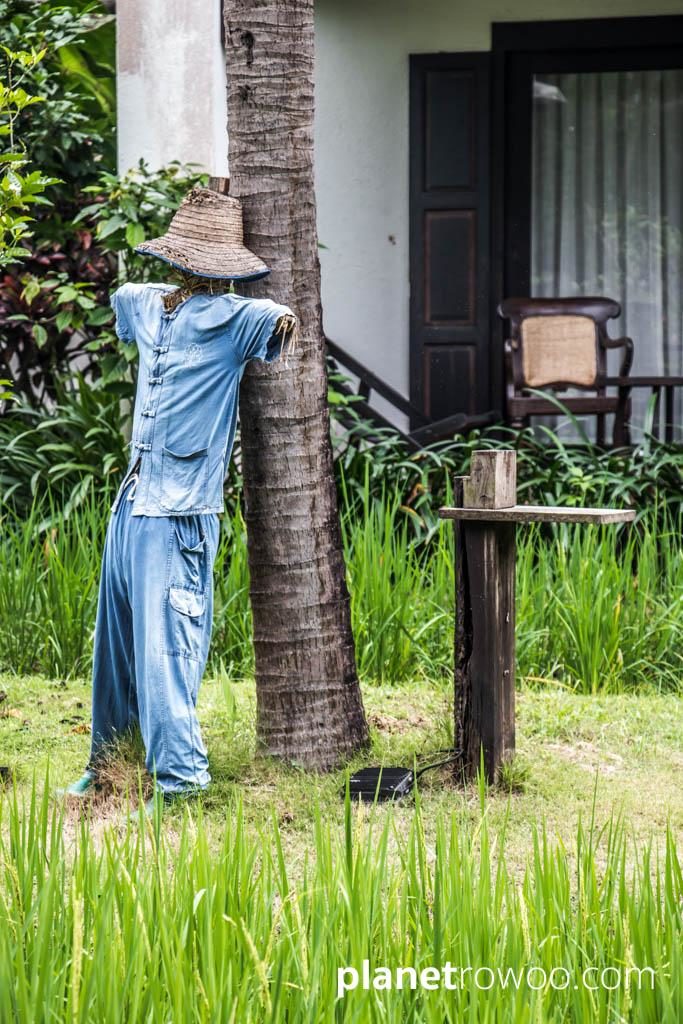 Scarecrow in the Marndadee rice fields