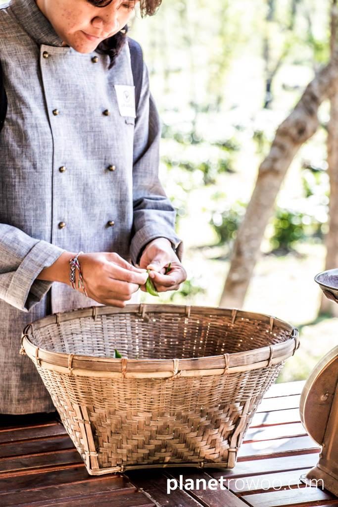 Araksa Tea Gardens, Chiang Mai