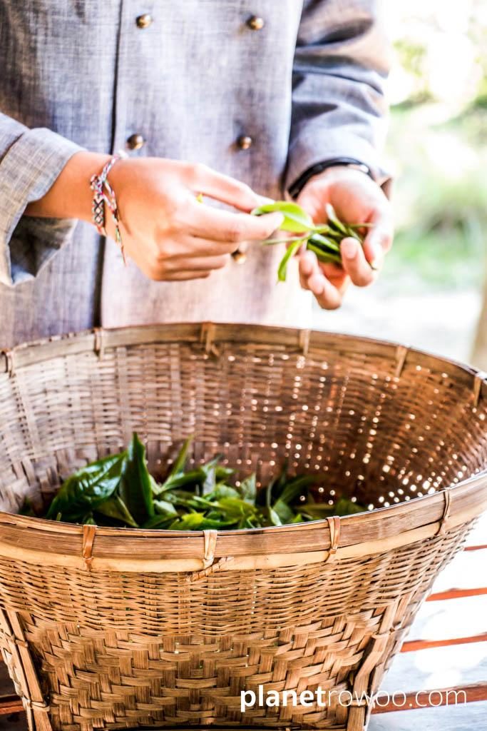 Araksa Tea Gardens, Chiang Mai