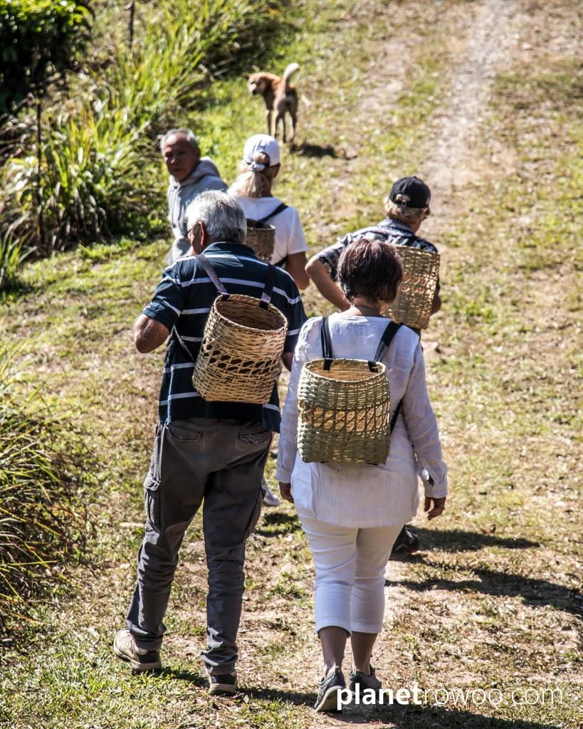 Off for some tea plucking at Araksa Tea Gardens, Chiang Mai