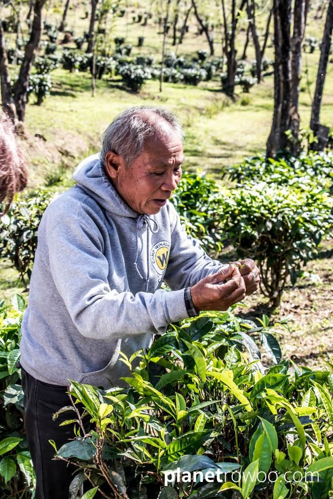Tea plucking at Araksa Tea Gardens, Chiang Mai