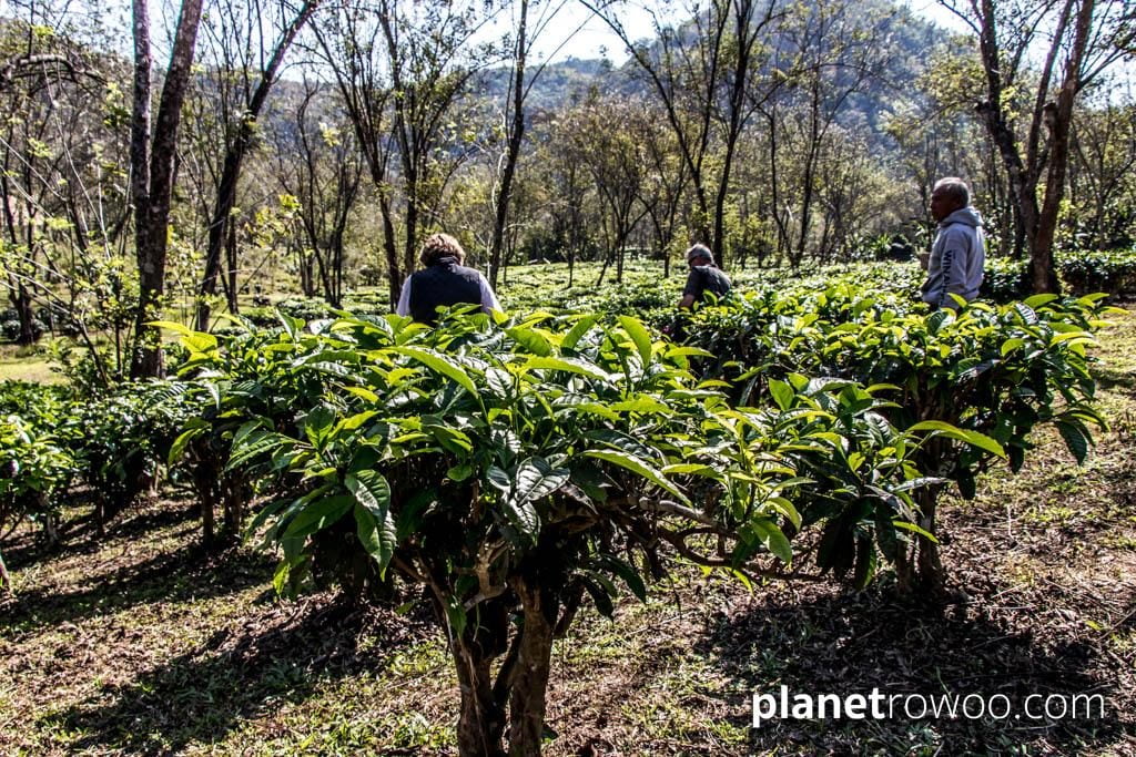 Tea plucking at Araksa Tea Gardens, Chiang Mai