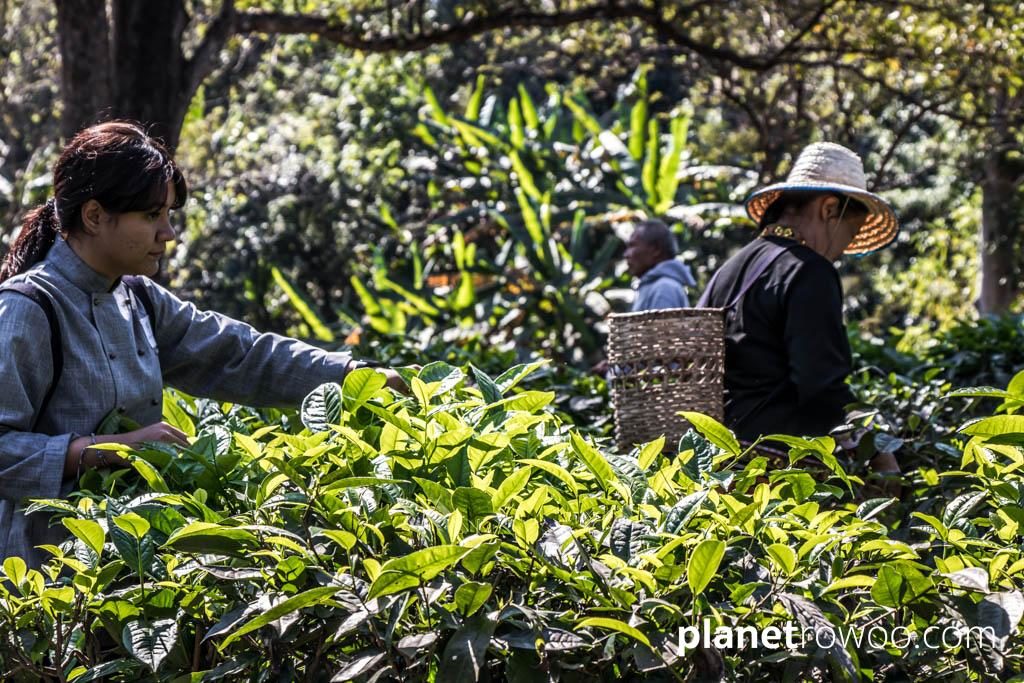 Tea plucking at Araksa Tea Gardens, Chiang Mai