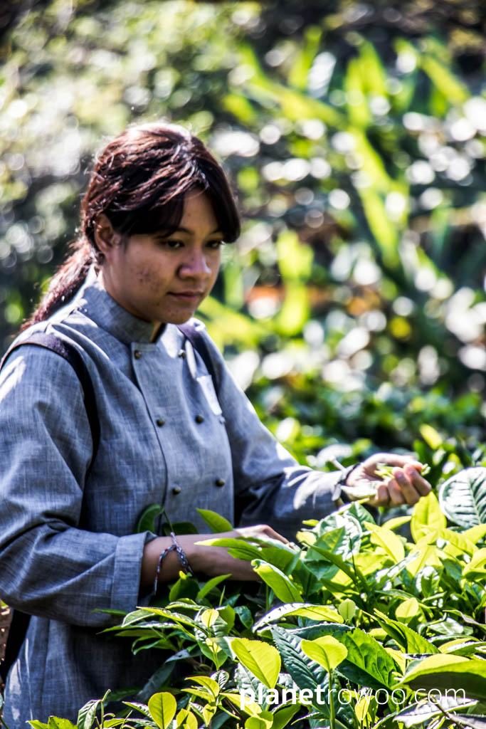 Tea plucking at Araksa Tea Gardens, Chiang Mai