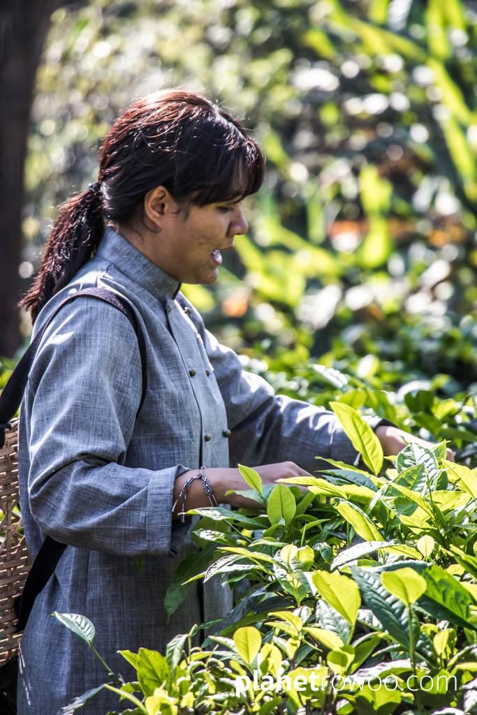 Tea plucking at Araksa Tea Gardens, Chiang Mai