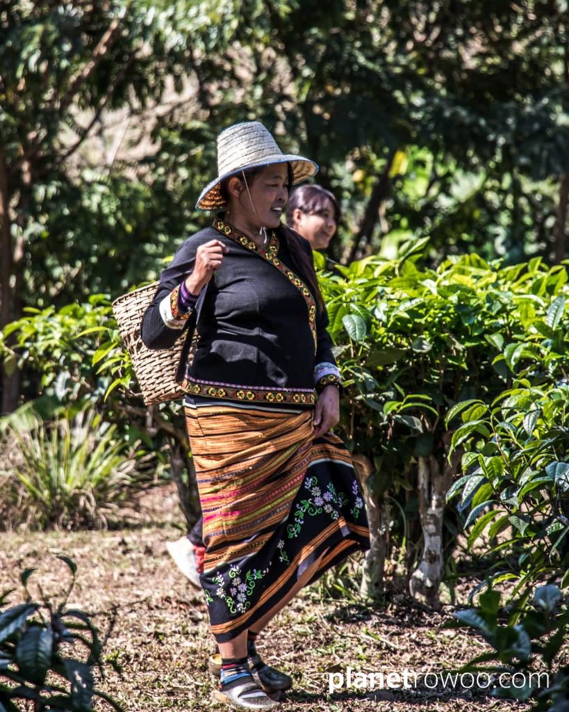 Tea plucking at Araksa Tea Gardens, Chiang Mai