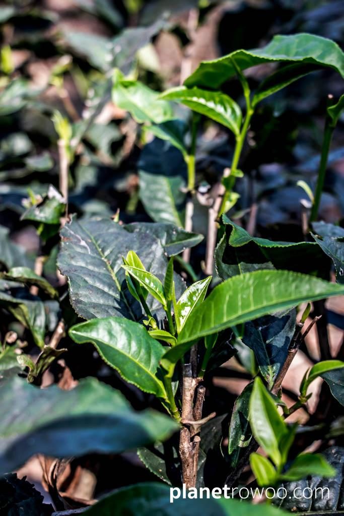 Tea shoots in the Araksa tea gardens, Chiang Mai