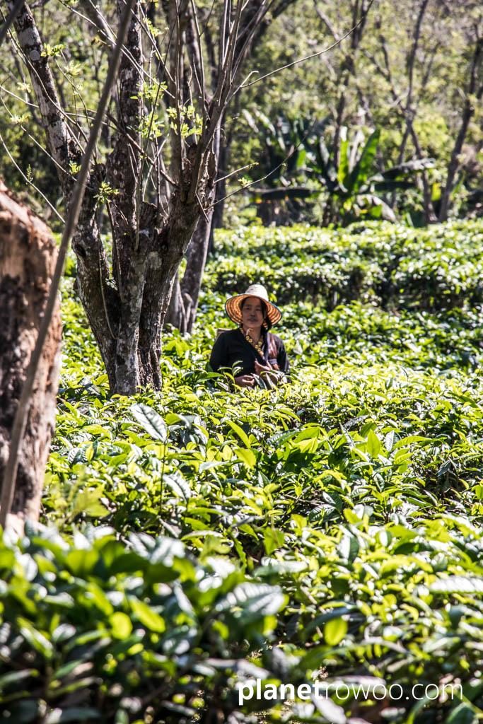 Tea plucking at Araksa Tea Gardens, Chiang Mai