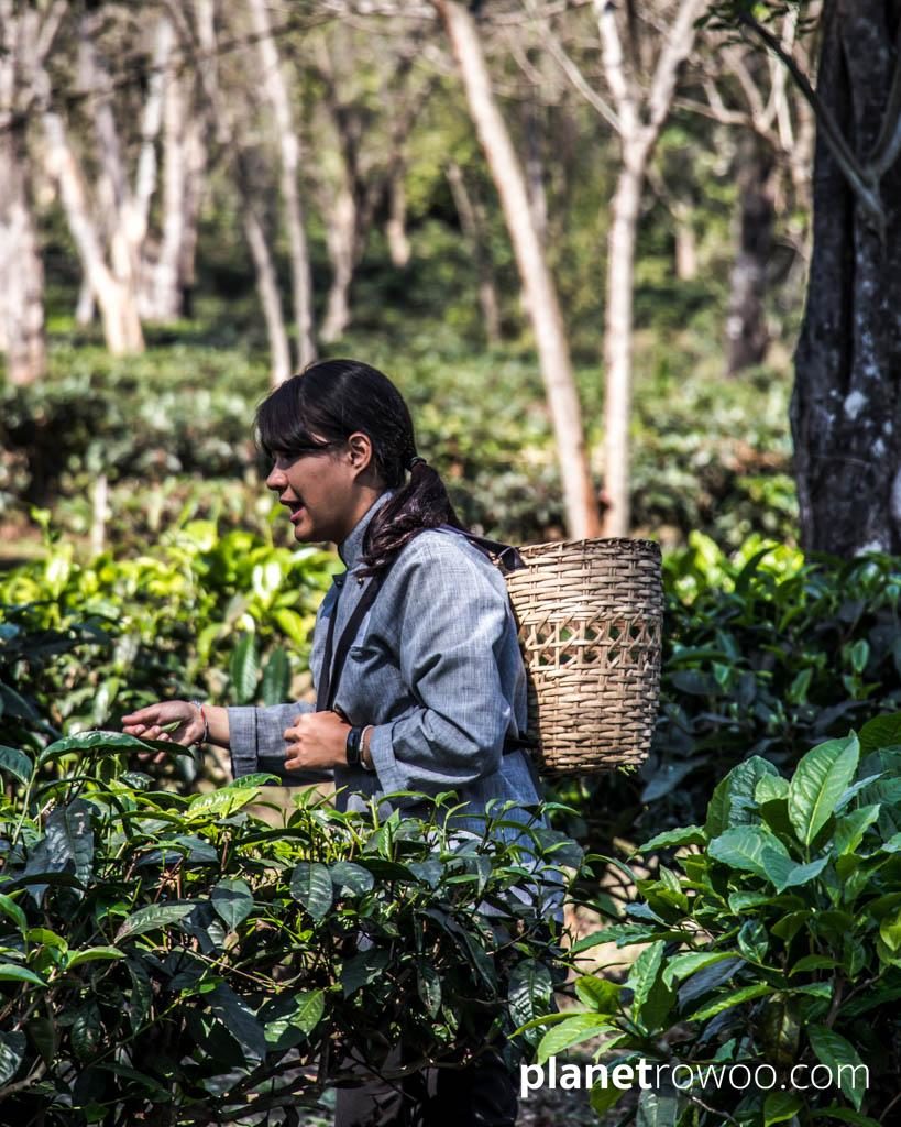 Tea plucking at Araksa Tea Gardens, Chiang Mai