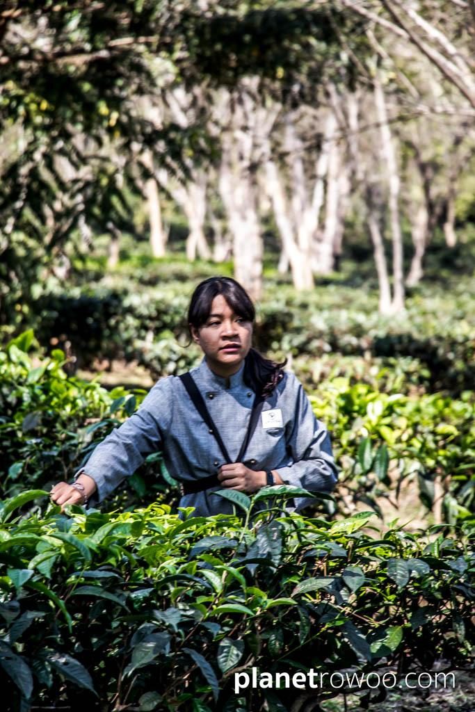 Tea plucking at Araksa Tea Gardens, Chiang Mai