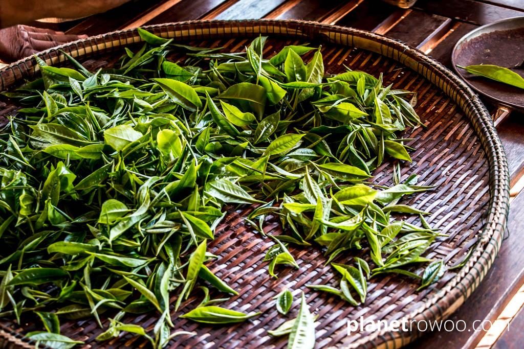 Freshly plucked tea leaves at Araksa Tea Gardens