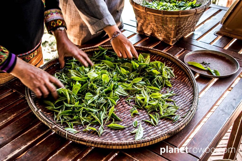 Freshly plucked tea leaves at Araksa Tea Gardens