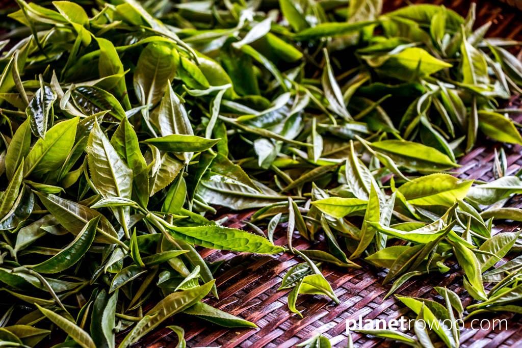 Freshly plucked tea leaves at Araksa Tea Gardens