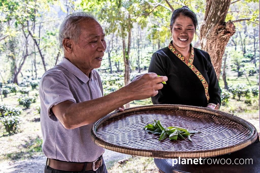 Araksa Tea Plantation Chiang Mai