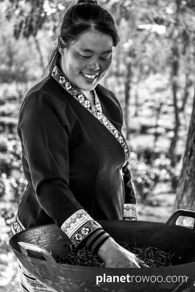 Araksa Tea Plantation Chiang Mai