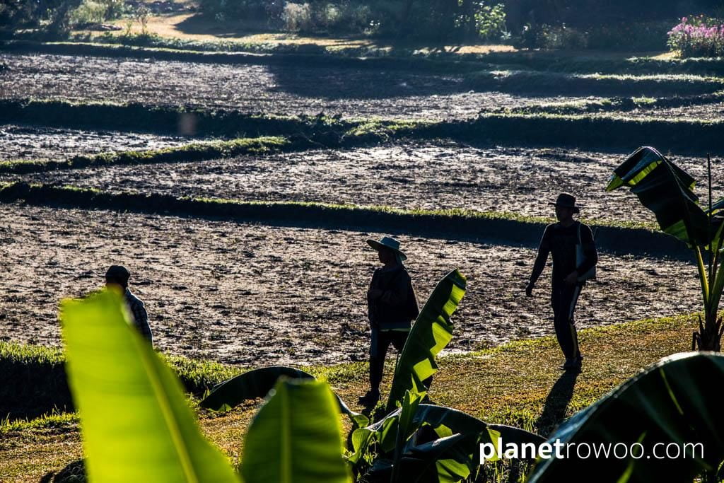Lisu staff in the fields at dawn, Lisu Lodge Chiang Mai