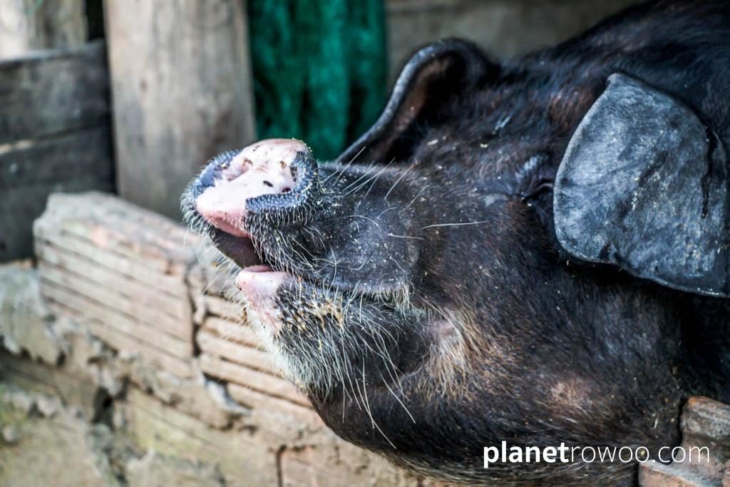 Lisu hill tribe village pig, Chiang Mai