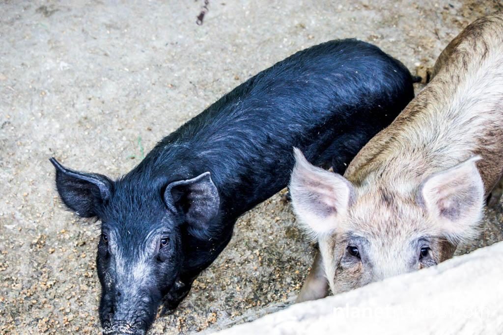 Lisu hill tribe village pigs, Chiang Mai