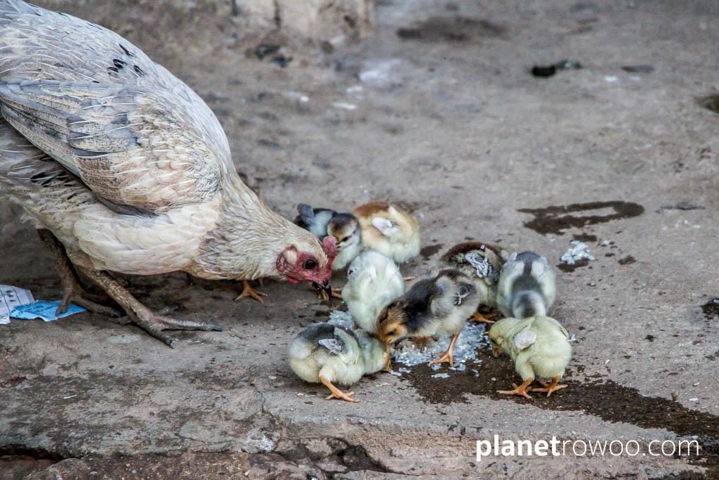 Lisu hill tribe, mother and chicks