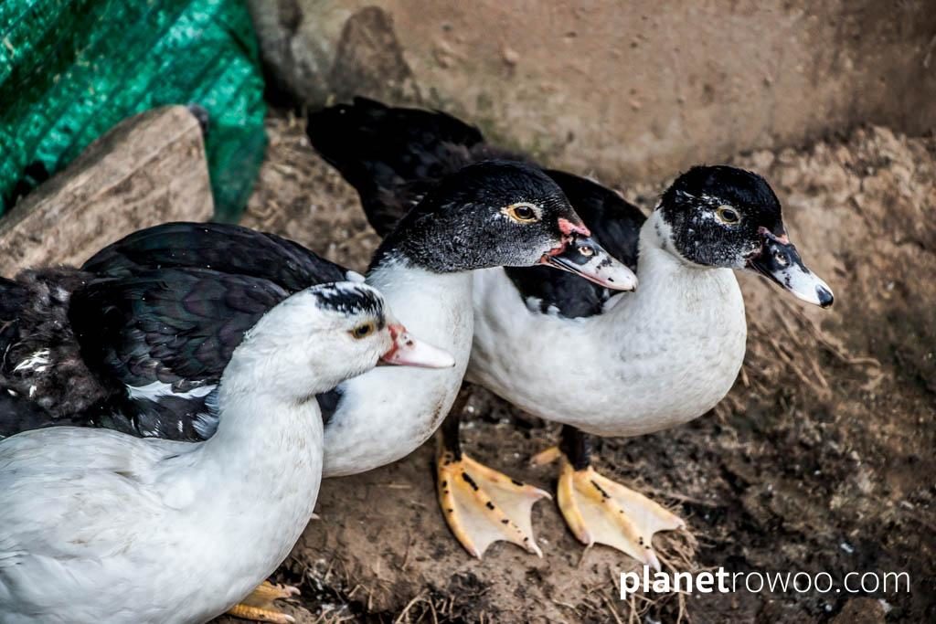 Village ducks, Lisu hill tribe village, Chiang Mai