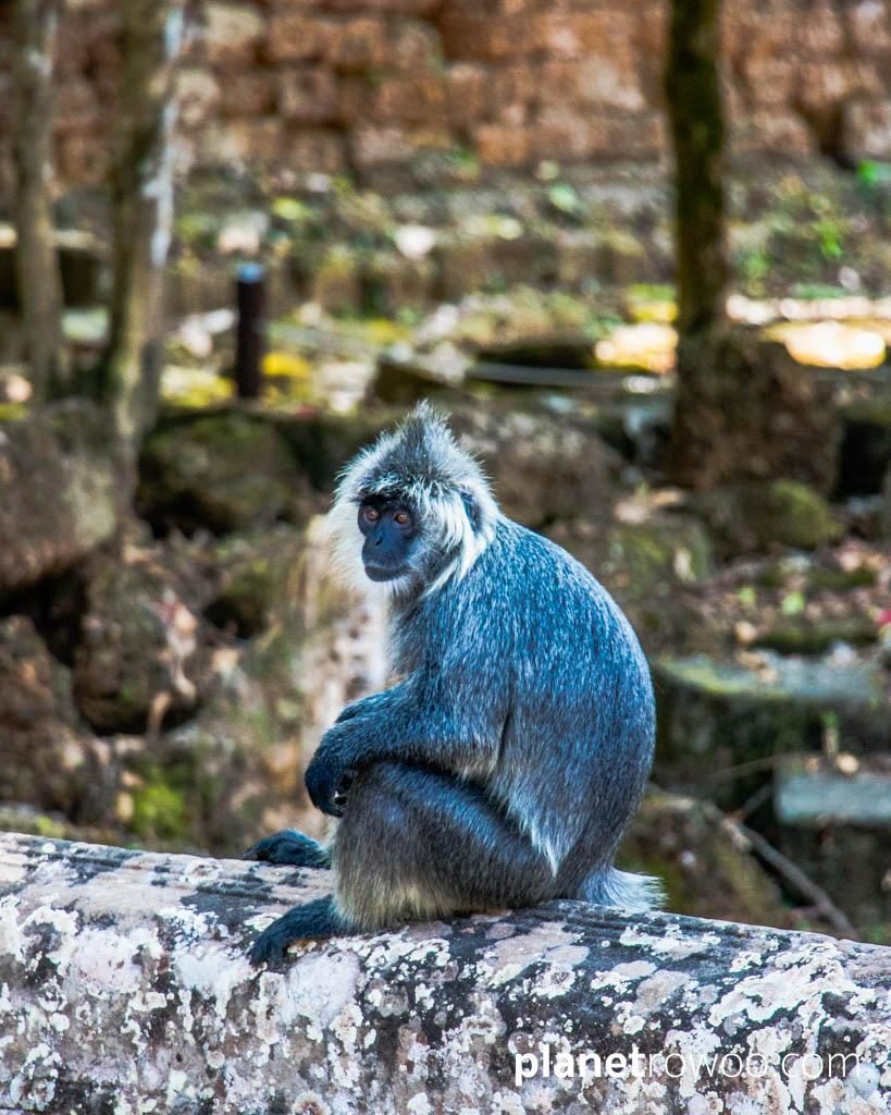 Preah Khan, Siem Reap, Cambodia