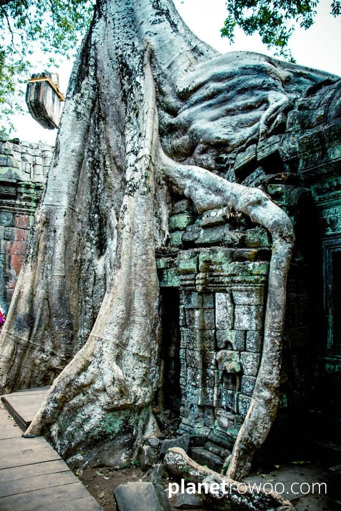 Ta Prohm, Siem Reap, Cambodia