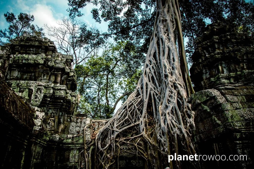 Ta Prohm, Siem Reap, Cambodia