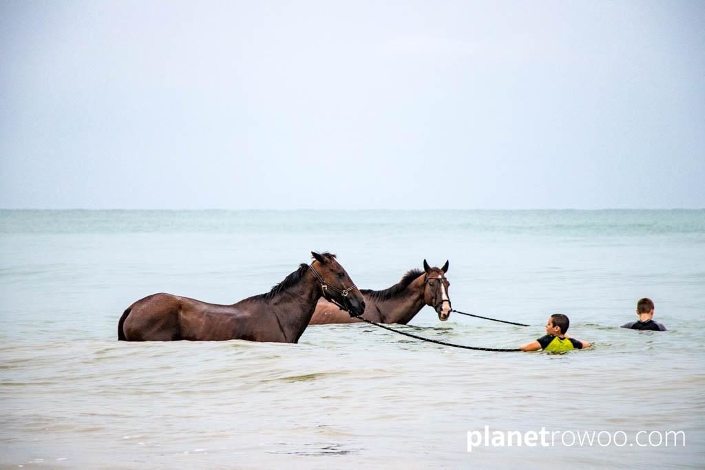 Colts Polo & Riding on Khuk Khak beach, Khao Lak, Thailand