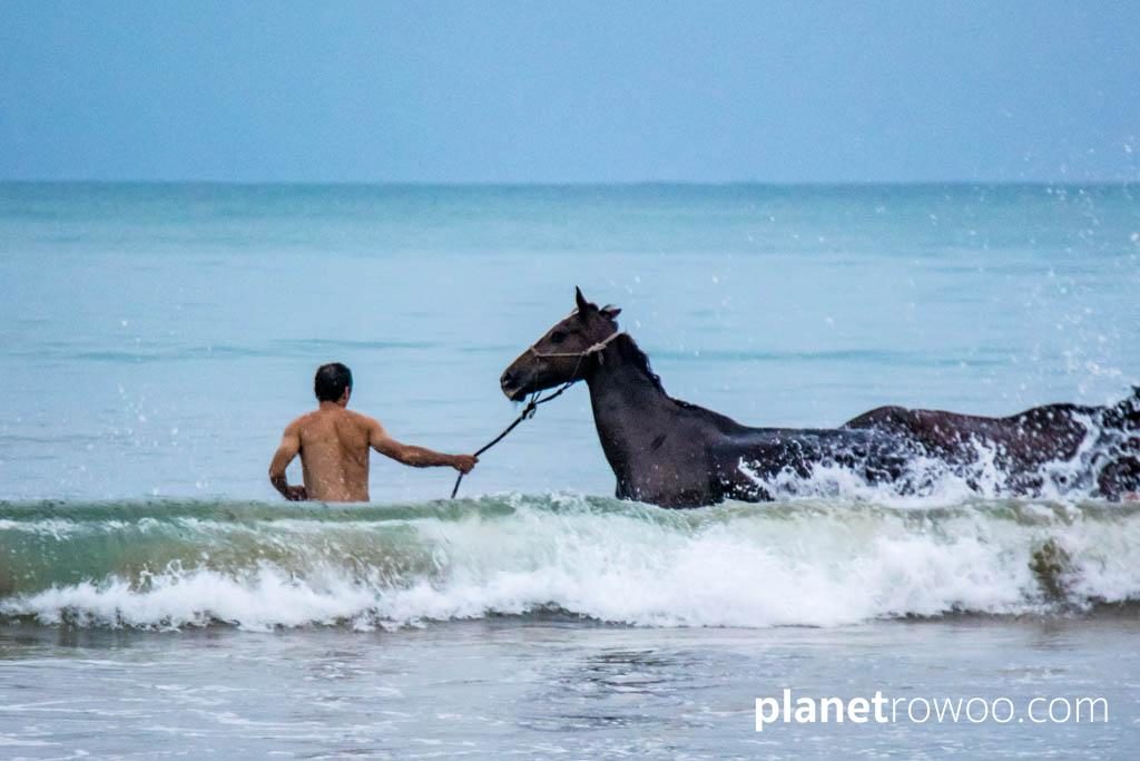 Colts Polo & Riding on Khuk Khak beach, Khao Lak, Thailand