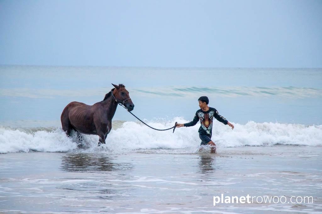 Colts Polo & Riding on Khuk Khak beach, Khao Lak, Thailand