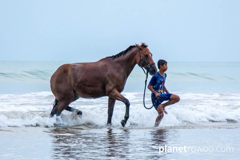 Colts Polo & Riding on Khuk Khak beach, Khao Lak, Thailand