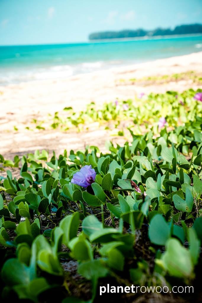 JW Marriott Khao Lak Resort & Spa