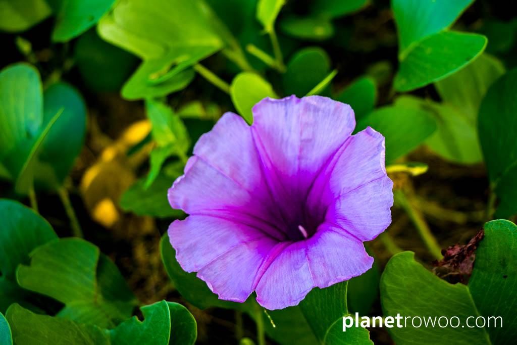 JW Marriott Khao Lak Resort & Spa