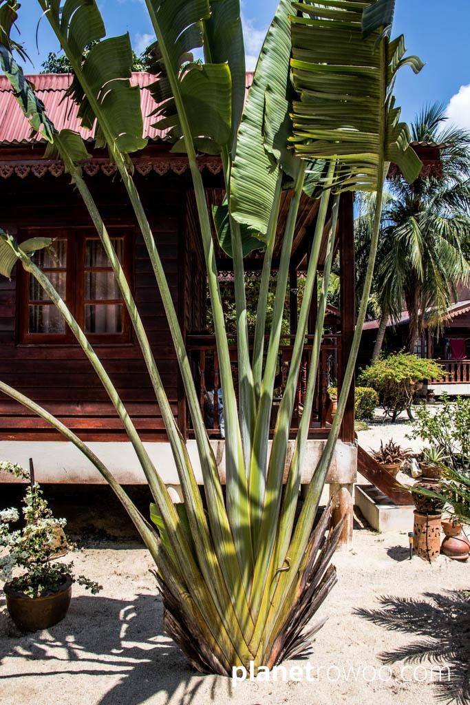 Phangan Rainbow Bungalows, Ko Phangan